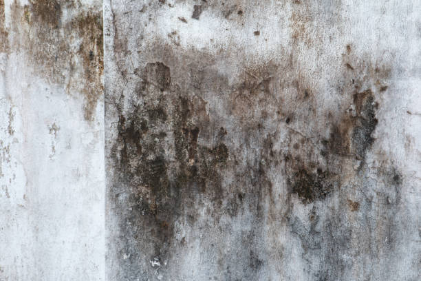 Best Mold Documentation for Insurance Claims  in Grosse Pointe Farms, MI