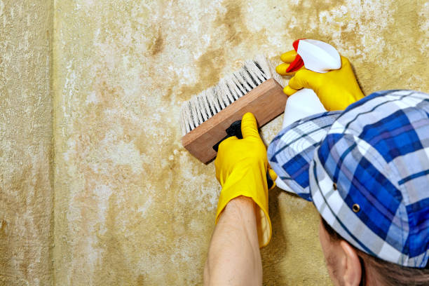 Best Comprehensive Air Testing for Mold Contaminants  in Grosse Pointe Farms, MI