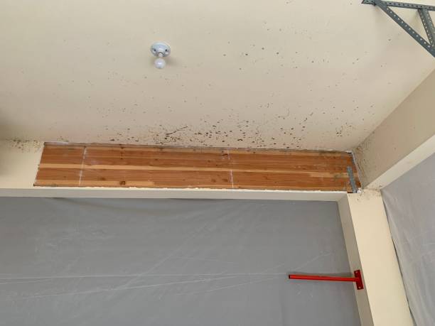 Mold Removal for HVAC Installations in Grosse Pointe Farms, MI