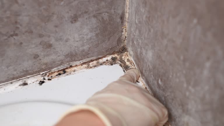 Best Air Quality Testing for Mold Spores  in Grosse Pointe Farms, MI